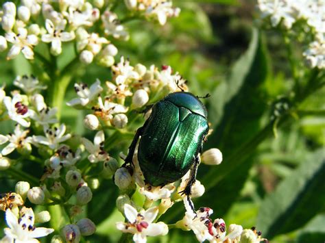 The Shiny Metallic Green Beetle: What Is It? - The Bug Agenda
