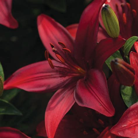 Buy Asiatic Lily Bulb Lilium Cavoli £499 Delivery By Crocus