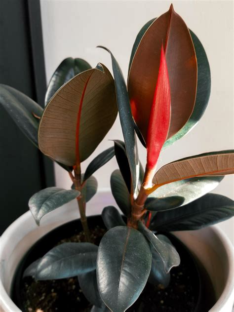 I Never Get Tired Of Looking At My Burgundy Rubber Tree I Bought It