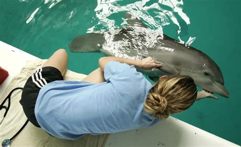 ‘loved By Millions Winter The Dolphin Dies After Battle With Intestinal Issues Wfla