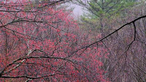 The sky tower is totally. New England Forests: Spring Trees Glowing in New England