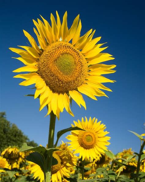 15 Different Types Of Sunflowers Sunflower Varieties To Plant