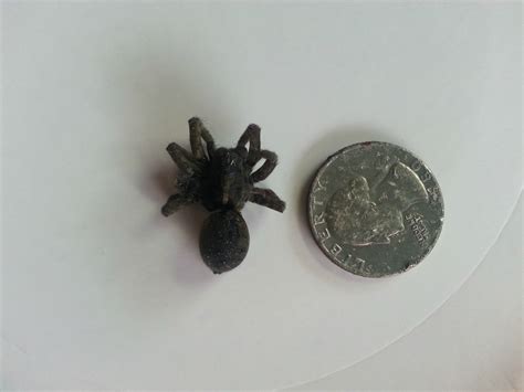 Central Pennsylvania Big Fuzzy Black Dead Spider My Mom Found In