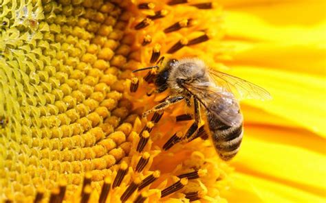 Honey Bee On Sunflowers