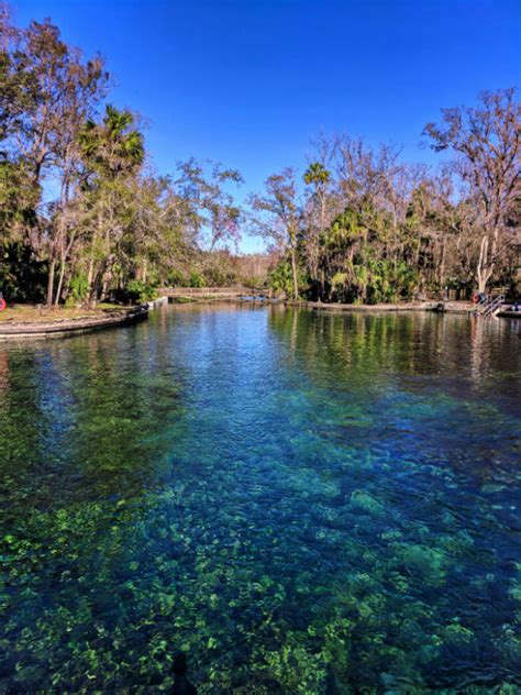 Best Florida Springs For Manatees And Unbelievably Clear Water
