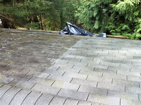 They are an extremely common pest whose primary host is domestic cats, but are known for readily. Does moss damage my roof?