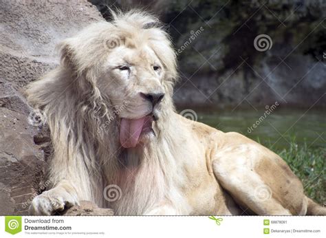 Humorous Portrait Of A Male Lion Sticking His Tongue Out
