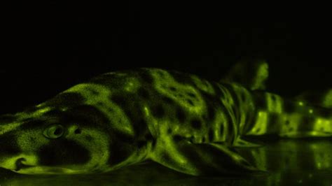 BBC Earth The Shark That Glows In The Dark