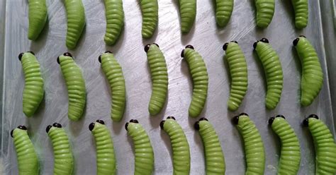 Masih dengan kue kering jelang lebaran 2019, yaitu kue ulat sagu favorit. 1.188 resep kue kering semprit enak dan sederhana - Cookpad