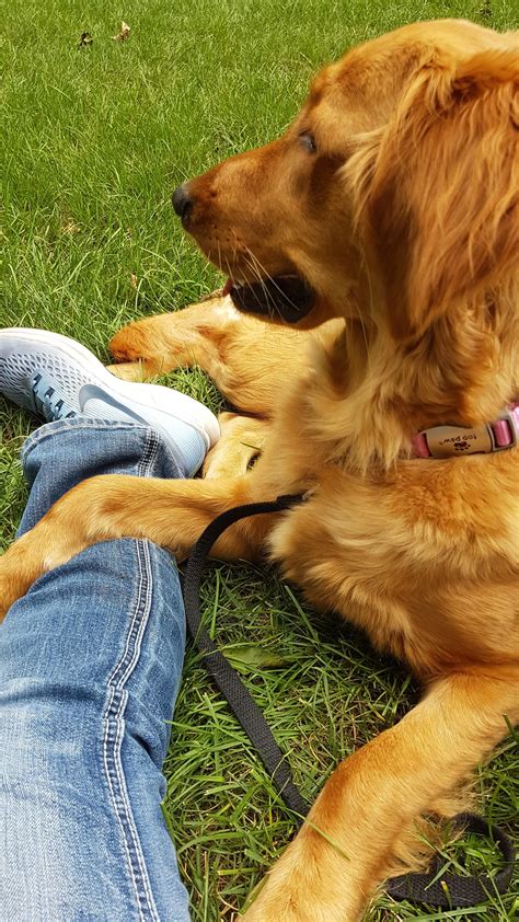 A Golden Retriever Laying On The Grass With His Owner