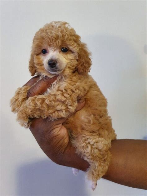 Stunning Apricot Female Toy Poodle Extensively Health Tested In