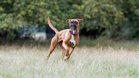 How To Train Boxer Dogs Our Deer
