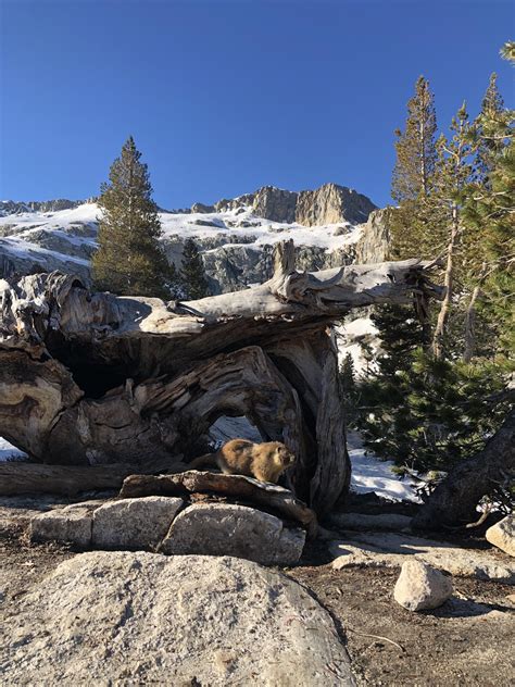 Marmot While Camping At Pear Lake Sequoia National Park Ca Rcamping