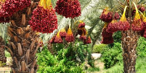 National Flower Of Senegal Best Flower Site