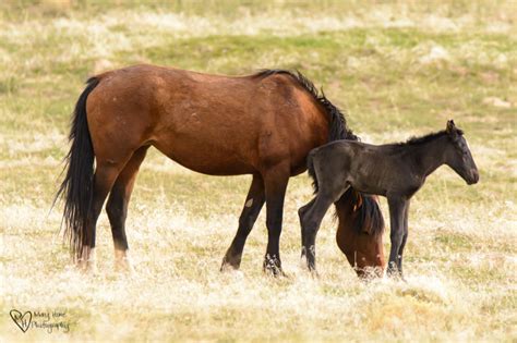 Wild Horse Babies Tales From The Backroad