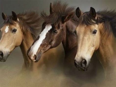 Free Download Beautiful Black Horse Prancing Wallpaper Beautiful Horses