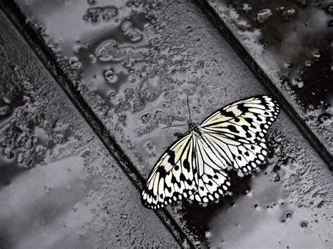 Tree Nymph Butterfly In The Rain Stock Photo Image Of Kite Wings
