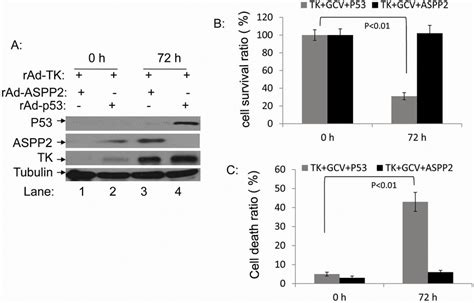 The Radv P53 And Radv Aspp2 Induced Cell Death In Hepg2 And Hep3b