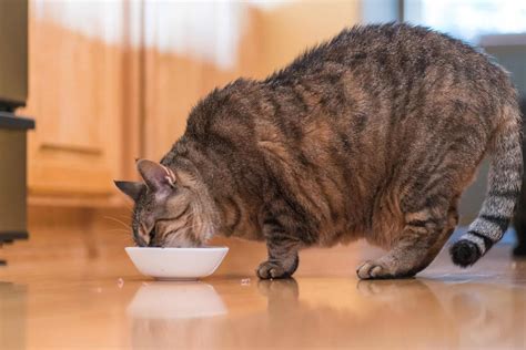 There are two ways that you feed your cat the this article will discuss. Free Feeding Versus Meal Feeding: Is One Method Better For ...
