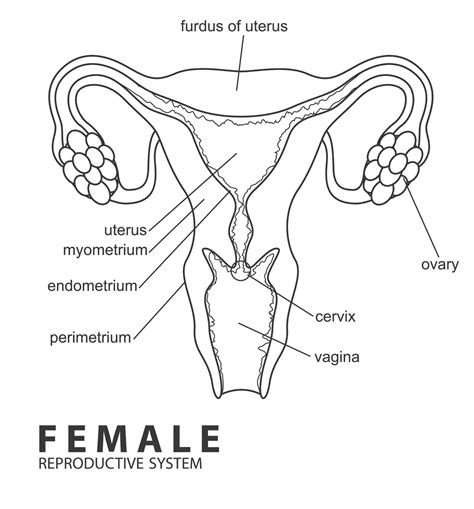 Female Reproductive System Outline Vector Illustration Vector