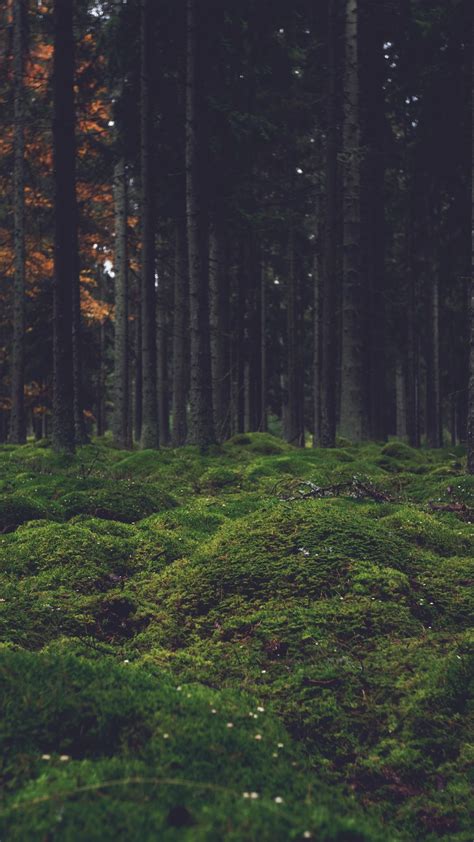 Landscape Forest Moss Wallpapersc Smartphone