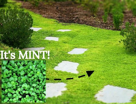 Garden Barefoot With These 5 Amazing Living Ground Covers Lawn