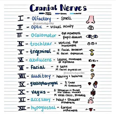 cranial nerves nursing school tips physical therapy school cranial nerves