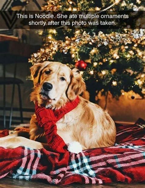 14 Funny Christmas Memes With Animals Factory Memes