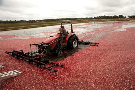 Cranberry growers struggle for income amid oversupply | WisconsinWatch.org