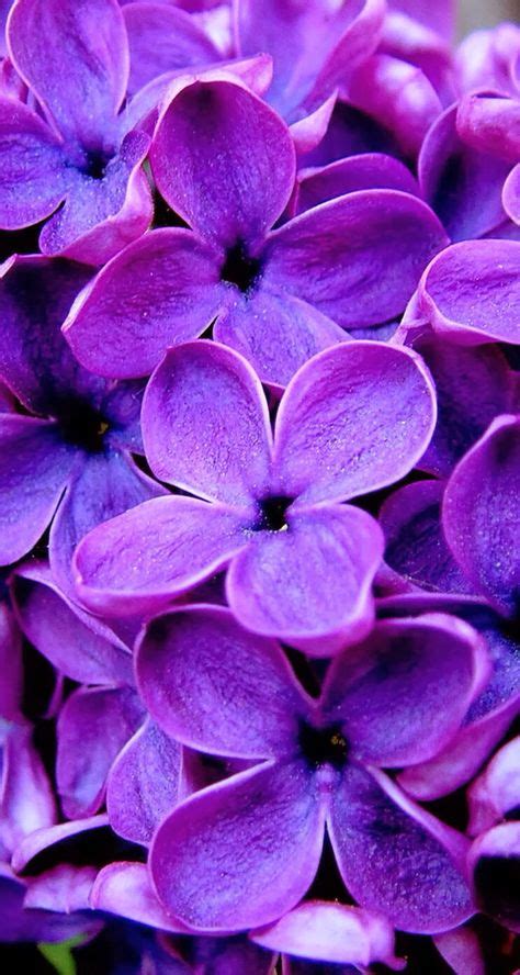 Пин от пользователя Natali на доске Сирень Сирень Фиолетовые цветы