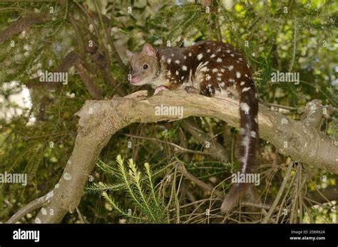 Spotted Tailed Quoll Dasyurus Maculatus Up A Tree Photographed In
