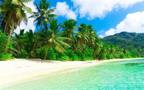 Wallpaper Sea Bay Sand Beach Green Coast Palm Trees Island