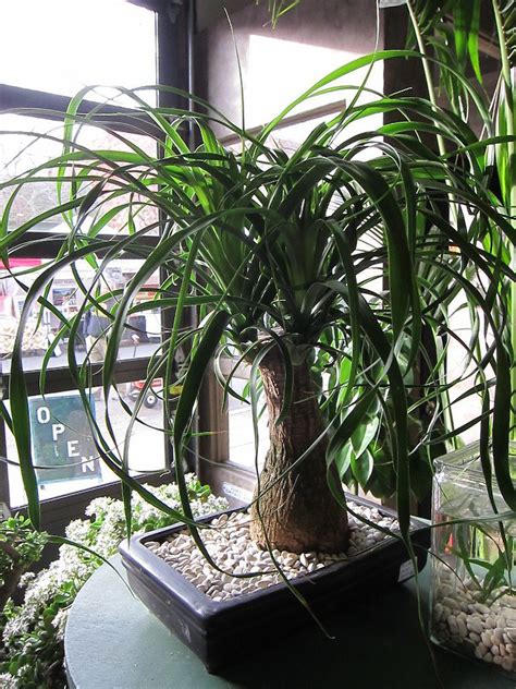 How To Care For A Ponytail Palm Houseplant Resource Center