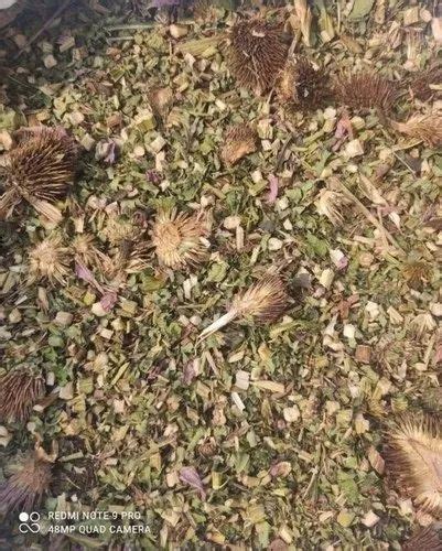 Echinacea Dry Herb Packaging Type Bag Packaging Size 30 At Rs 100 Kg In Haldwani