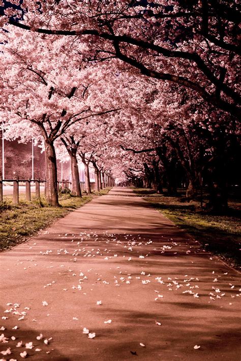 Blossom Path By Niv24 On Deviantart