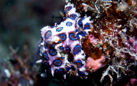 Blue Ringed Octopus Hd Wallpapers Wallpapers Box