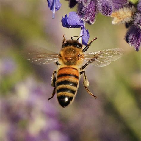 Bee Wings Photograph By Kathleen Newman