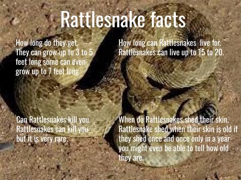 Bessie Gms Rattlesnake Facts