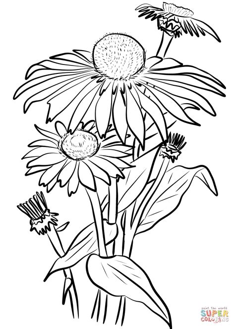 In flowers gerbera daisy petal template. Daisies coloring page | Free Printable Coloring Pages