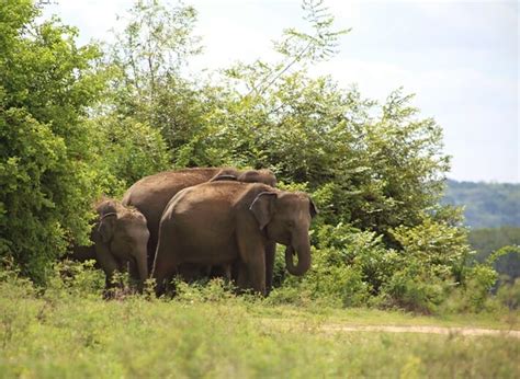 The Elephant Gathering In The Minneriya And Kaudulla National Parks In