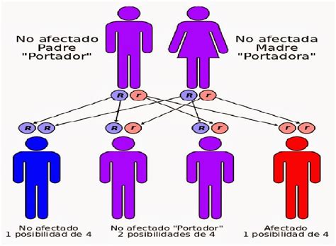 Genes Y Herencia Coggle Diagram Gambaran
