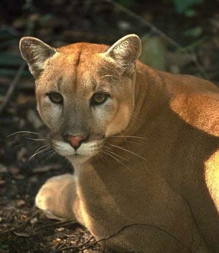 ‘always A Chance Feds Declare Eastern Cougar Extinct In Pennsylvania