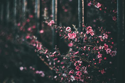 Free Images Blooming Blossom Blurred Background Close Up Colors