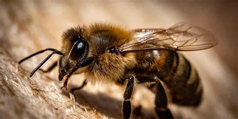 Bee Removal Tempe Az Bee Control