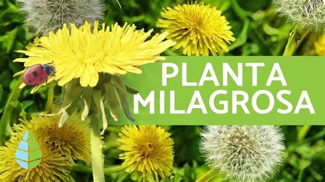 El diente de león es una planta que tiene propiedades diuréticas, depurativas, laxantes, colagogas (produce la secreción de bilis), antirreumáticas, tónicas, cicatrizantes, antibiliosas y hepatoprotectoras. DIENTE DE LEÓN 💚 Propiedades / beneficios y CÓMO CULTIVAR ...