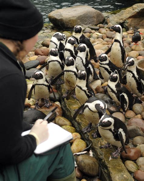 Gallery Bristol Zoo Annual Animal Count 2013 Metro Uk