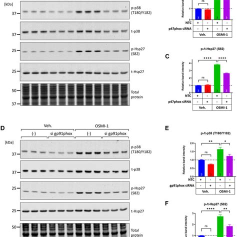 Ogt Inhibition Induces Phosphorylation Of P38 And Activates Its
