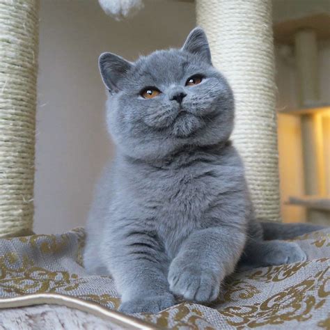 Kitten British Shorthair Jual Care About Cats
