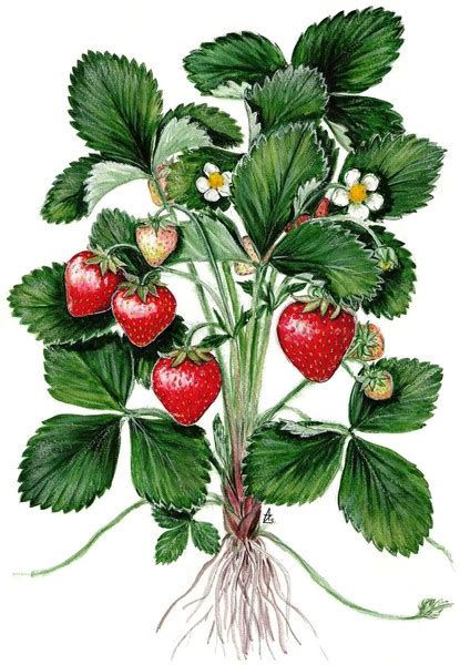 Garden Strawberry Fragaria Ananassa By Sue Abonyi