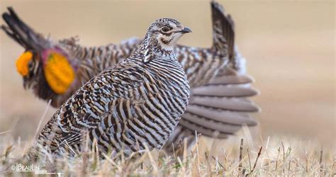 Greater Prairie Chicken Identification All About Birds Cornell Lab Of